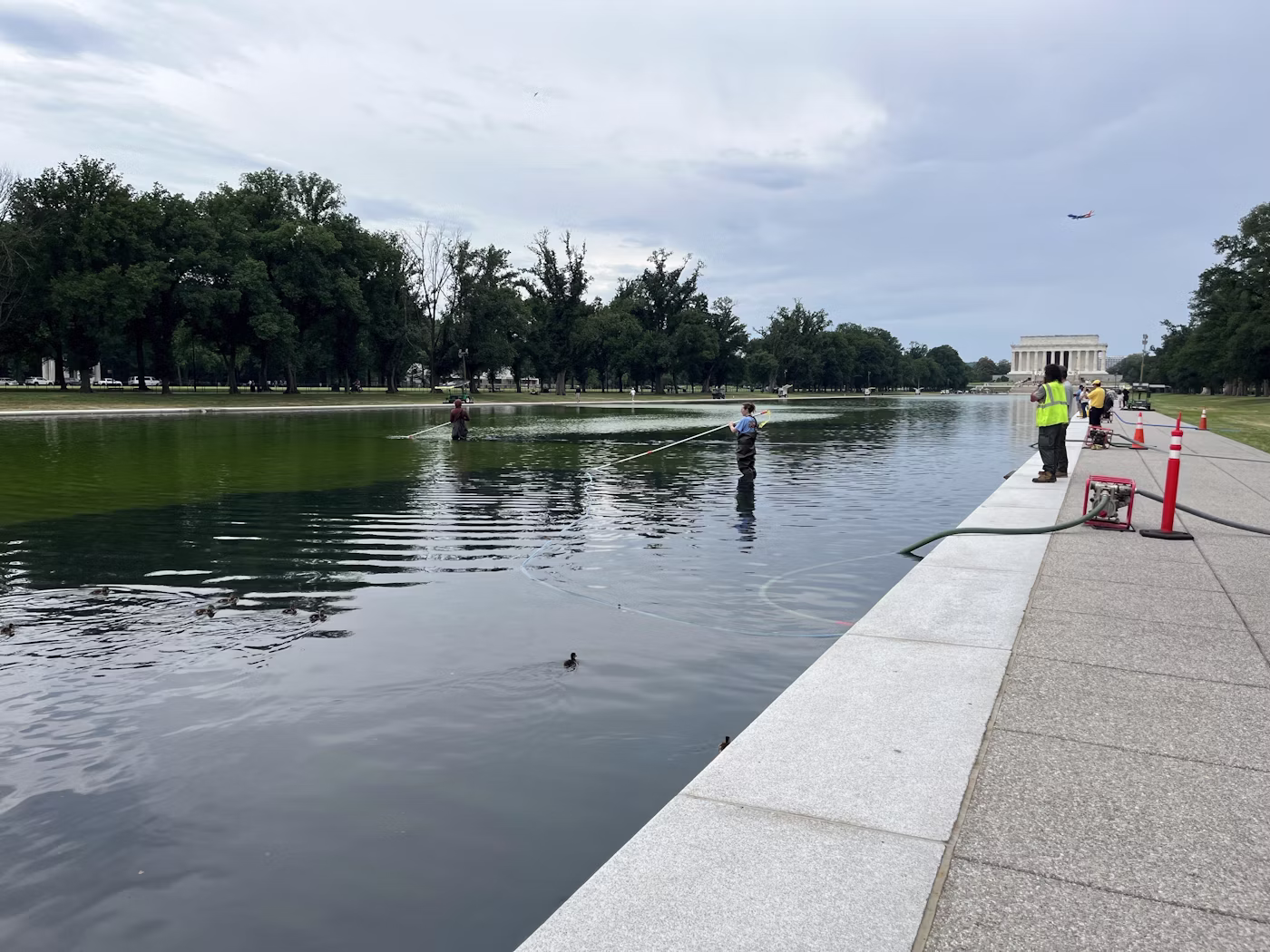 Green algae bloom in the Lincoln Memorial Reflecting Pool after renovation